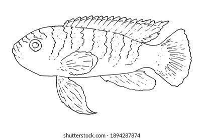 Cute tropical fish-picture for coloring. Vector linear fish is an animal design element. Aquarium fish are a pet.black outline isolated fish element for design. Contour hand-drawn illustration in