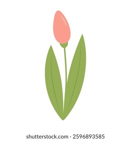 Cute tulip isolated on white background.