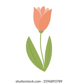 Cute tulip isolated on white background.