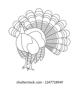 cute turkey animal
