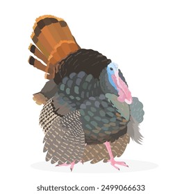 Süße Türkei Vogel, Vektorgrafik. Cartoon Viehzucht Geflügel, wilde Natur Tier isolierten Clipart.