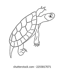 Cute turtle With coloring book pages picture,turtle line art,turtle outline drawing vector illustration,turtle vector art and line drawing