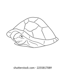 Cute turtle With coloring book pages picture,turtle line art,turtle outline drawing vector illustration,turtle vector art and line drawing