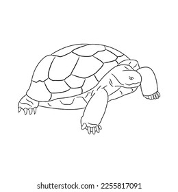 Cute turtle With coloring book pages picture,turtle line art,turtle outline drawing vector illustration,turtle vector art and line drawing