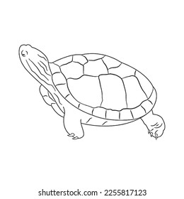 Cute turtle With coloring book pages picture,turtle line art,turtle outline drawing vector illustration,turtle vector art and line drawing