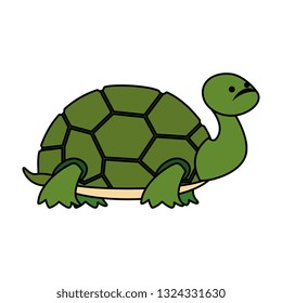cute turtle wild character