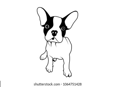 Cute Two-Tone Frenchie Sit Down. His posture style is suitable for making stencil art, die-cut, cute screen t-shirt,laser-cut, street art, graffiti, or any you want with Frenchie Style.