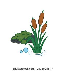 Cute typha cattail reed  isolated on white background