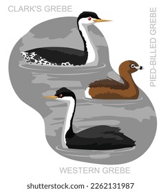 Cute US Grebe Set Cartoon Vector
