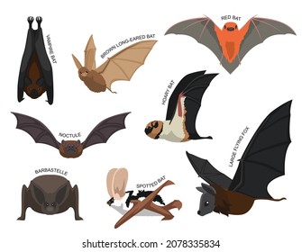 Conjunto De Ilustración Del Vector De Caricatura De Bats Cuto Distinto Identificar