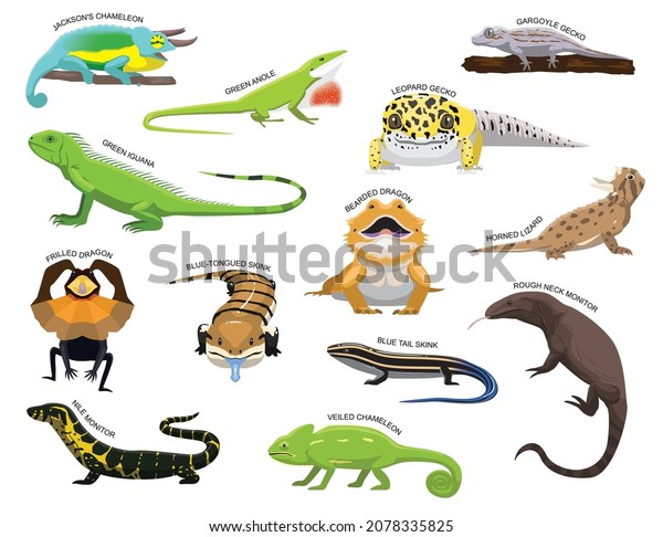 Cute Various Lizards Cartoon Vector Illustration\
Set Identify