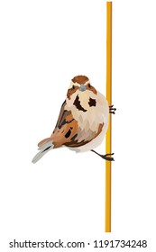Cute vector bird. Realistic vector image. White background.