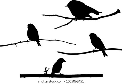 Cute vector birds. Vector birds and branches.