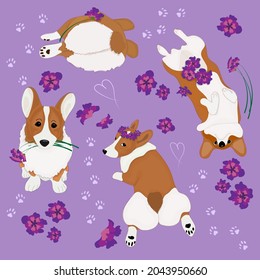 Cute vector corgi with purple flowers on the purple background