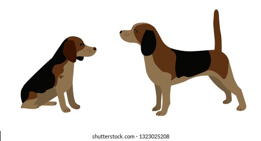 Cute vector dogs, sitting and standing purebred beagles, English scent hound
