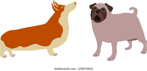 Cute Vector Dogs, Welsh Corgi dog and Pug Dog