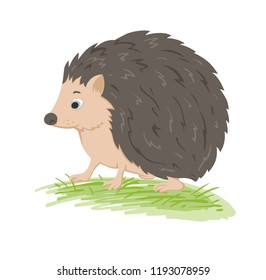 Cute vector  forest hedgehog in a green grass on a white background