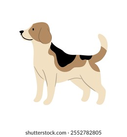 Linda Ilustración vectorial de perro Beagle. Colección de Clipart de mascotas. canino, cachorro dibujado a mano. Ilustrado en varias poses. 