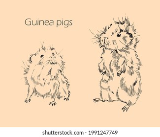 Cute vector illustration of domestic guinea pigs