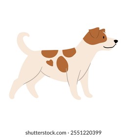 Linda Ilustración vectorial de Jack Russell Terrier perro. Colección de Clipart de mascotas. canino, cachorro dibujado a mano. Ilustrado en varias poses. 