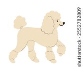 Cute vector Illustration of Poodle dog. Pet clipart collection. canine, puppy hand drawn. Illustrated in various poses. 