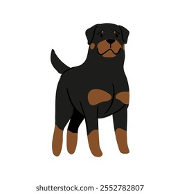 Linda Ilustración vectorial de perro Rottweiler. Colección de Clipart de mascotas. canino, cachorro dibujado a mano. Ilustrado en varias poses. 