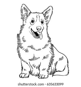 Cute vector illustration with Welsh Corgi. Home dog. Perfect for printing clothes or stickers or coloring books.