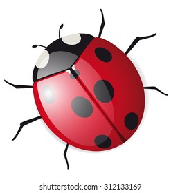 Cute vector Ladybird