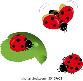 Cute vector lady-bugs