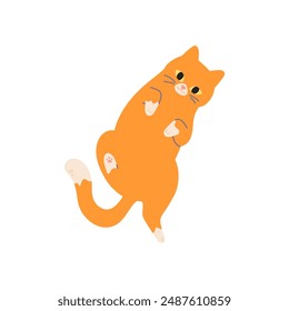 lindo Vector lindo gato naranja lindo