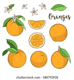 Cute vector oranges illustrations. Tree branches, flowers, leaves