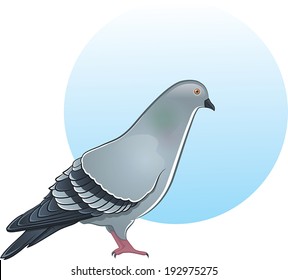 Cute vector pigeon illustration