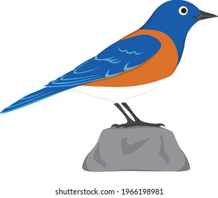 A cute vector, Western Bluebird, a backyard bird from the birds of America, an orange, a blue bright color bird standing and perching on the rock with a white background which can be isolated.