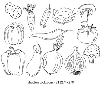 Cute vegetable black line doodle with white background, carrot, radish, salad, corn and mushrooms