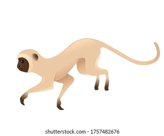 Cute vervet monkey jumping up beige monkey with brown face cartoon animal design flat vector illustration isolated on white background