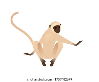 Cute vervet monkey sitting on the ground beige monkey with brown face cartoon animal design flat vector illustration isolated on white background