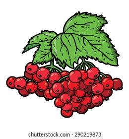 Cute Viburnum. Vector cute hand drawn viburnum and leaf