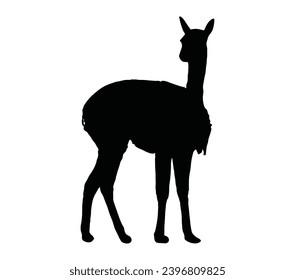 Cute vicuna vector illustration isolated.