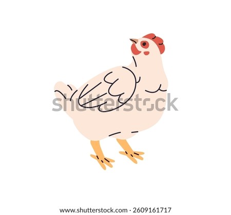 Cute village chicken stands. Funny hen in ranch, country. Feathered farm animal, domestic bird, poultry, fowl, livestock with plumage on barnyard. Flat isolated vector illustration on white background
