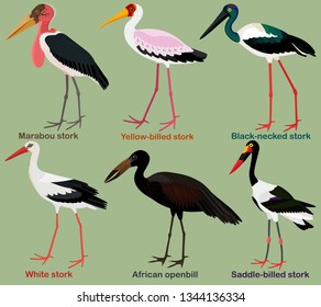 Cute wading bird vector illustration set, Black-necked stork, Yellow-billed, Saddle-billed, African openbill, Marabou, White stork, Colorful bird cartoon collection
