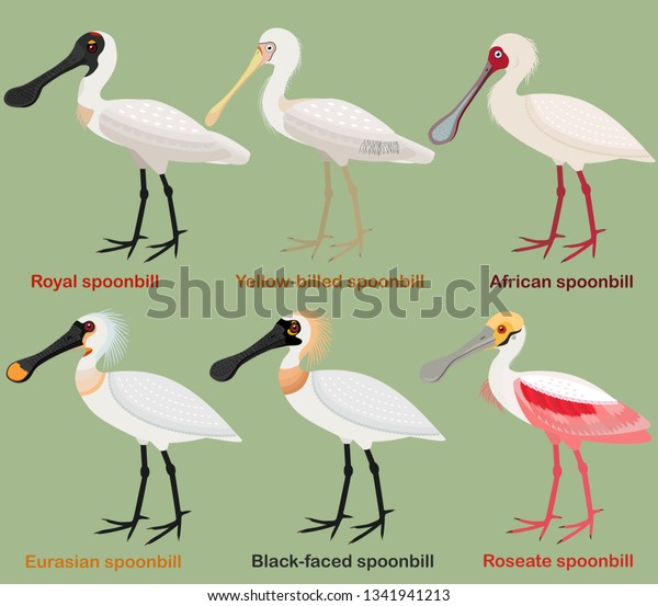Cute wading\
bird vector illustration set, Royal Spoonbill, Yellow-billed,\
African, Eurasian, Black-faced, Roseate spoonbill, Colorful\
European bird cartoon\
collection\
