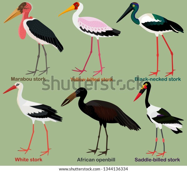 Cute wading\
bird vector illustration set, Black-necked stork, Yellow-billed,\
Saddle-billed, African openbill, Marabou, White stork, Colorful\
bird cartoon collection\
