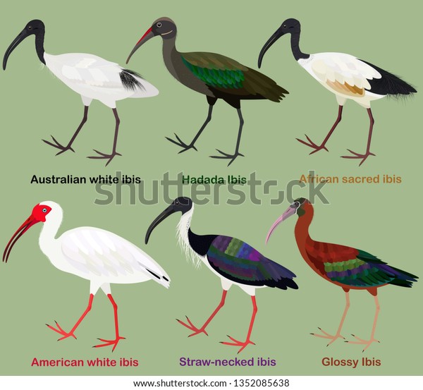 Cute wading bird vector\
illustration set, Australian white ibis, Hadada, African sacred,\
American white, Straw-necked, Glossy Ibis, Colorful bird cartoon\
collection\
