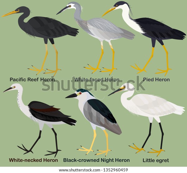 Cute\
wading bird vector illustration set, White-faced Heron,\
White-necked, Pied, Pacific Reef Heron, Black-crowned Night Heron,\
Little egret, Colorful bird cartoon\
collection\
