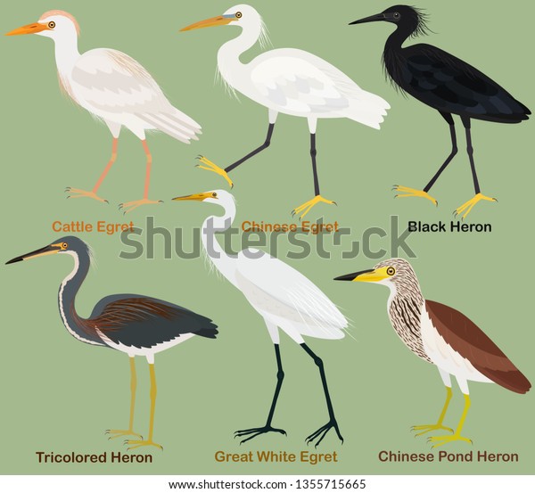 Cute wading bird vector illustration\
set, Tricolored, Black, Chinese pond heron. Chinese, Great White,\
Cattle egret, Colorful bird cartoon\
collection