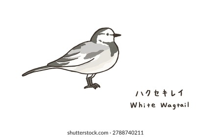 Cute wagtail bird vector illustration set for simple cartoon character and wild bird watching clip art design