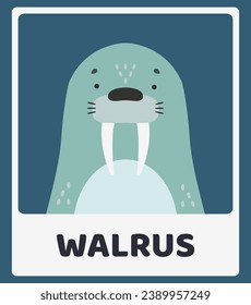 Cute walrus. Animal portraits. Educational cards for children. Simple vector illustrations.
