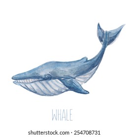 Cute watercolor blue whale vector illustration. Sea creature