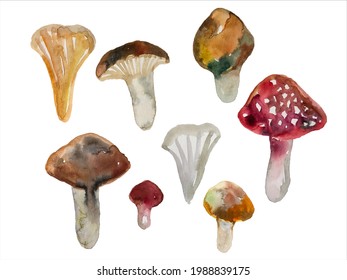 cute watercolor hand drawn mushrooms, colorful aquarelle vector paintings set