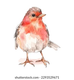 Cute Watercolor Red Robin Bird Standing Elegantly